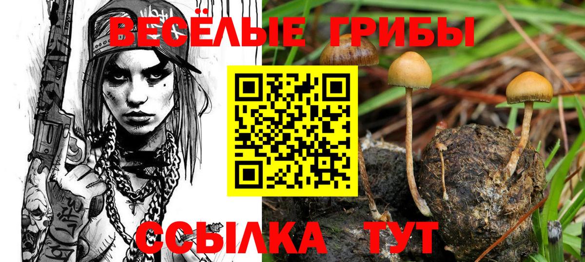 где можно купить наркотик  Псилоцибиновые грибы Psilocybe  Вход с VPN  Александров 